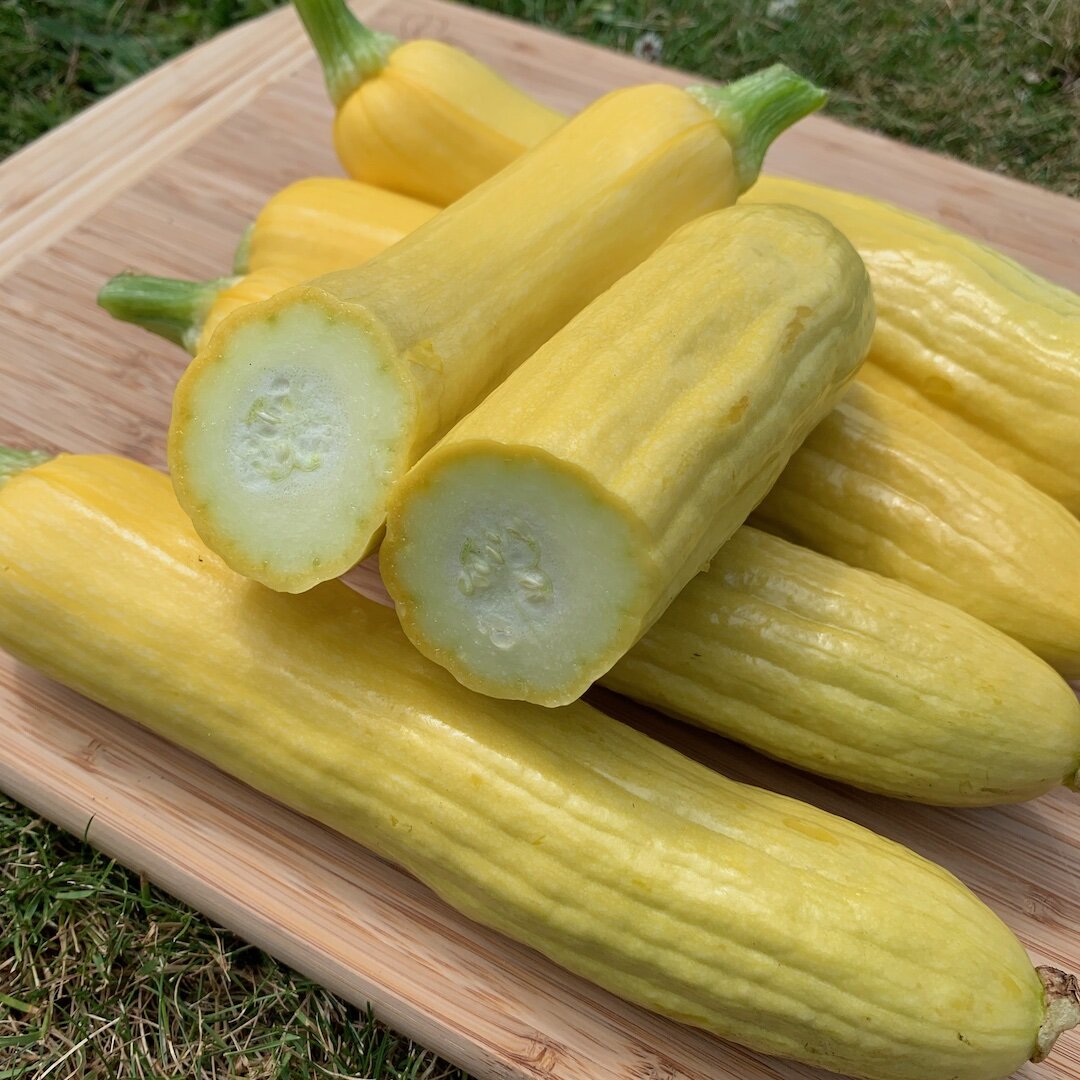 yellow_zucchini1.jpg