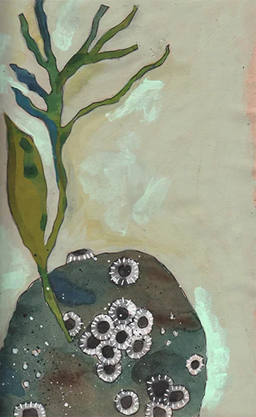 Barnacles.jpg