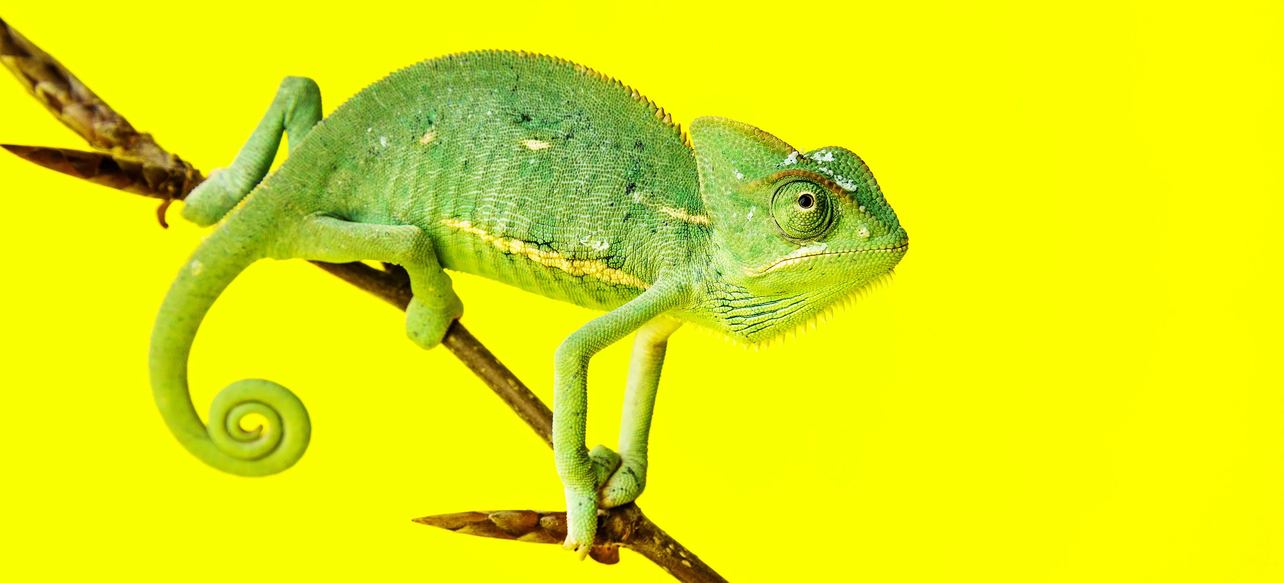 What role do you play at work?