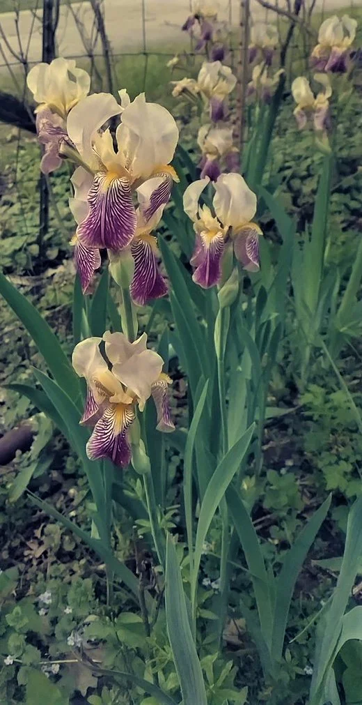 Iris