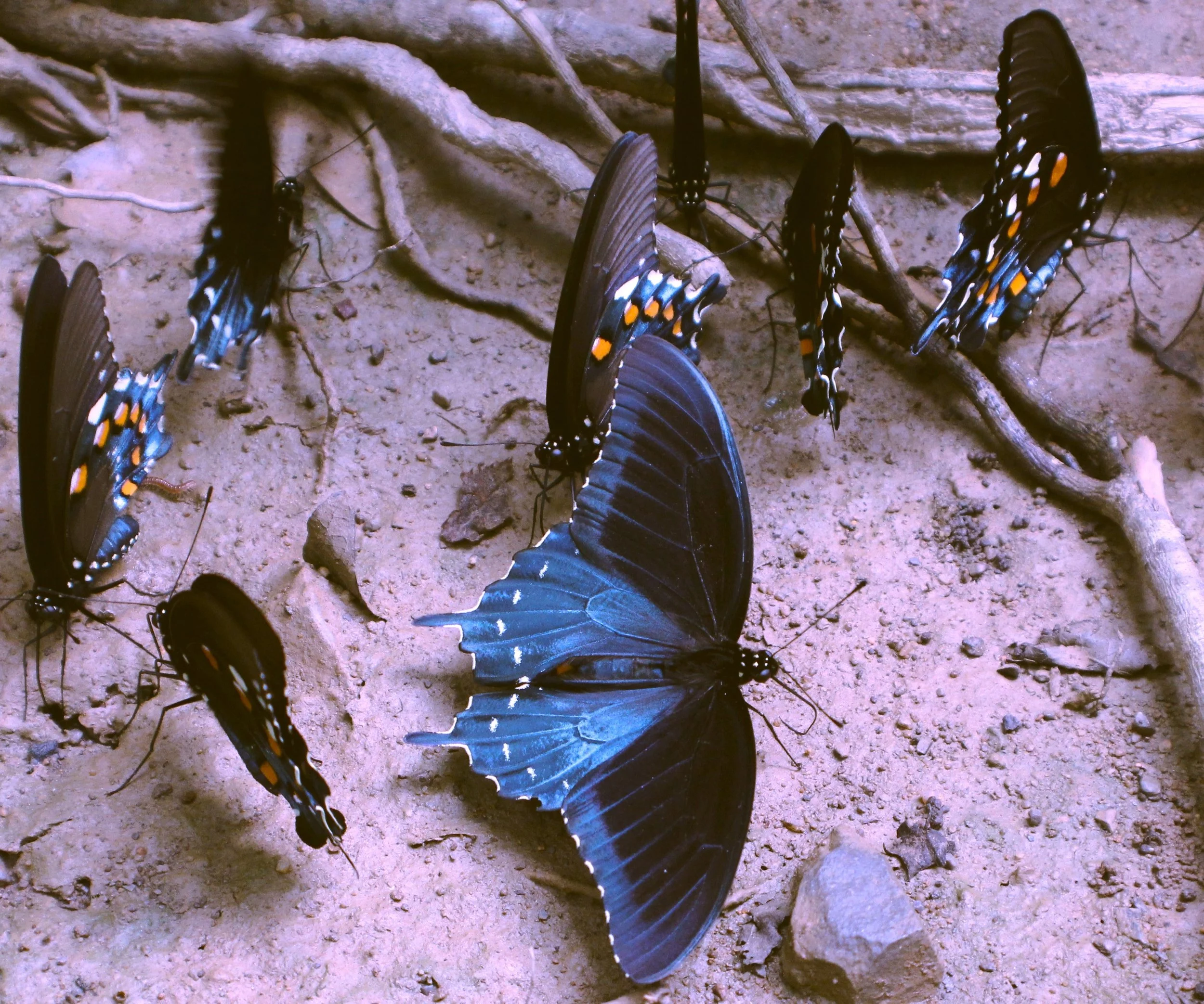 butterfly.JPG