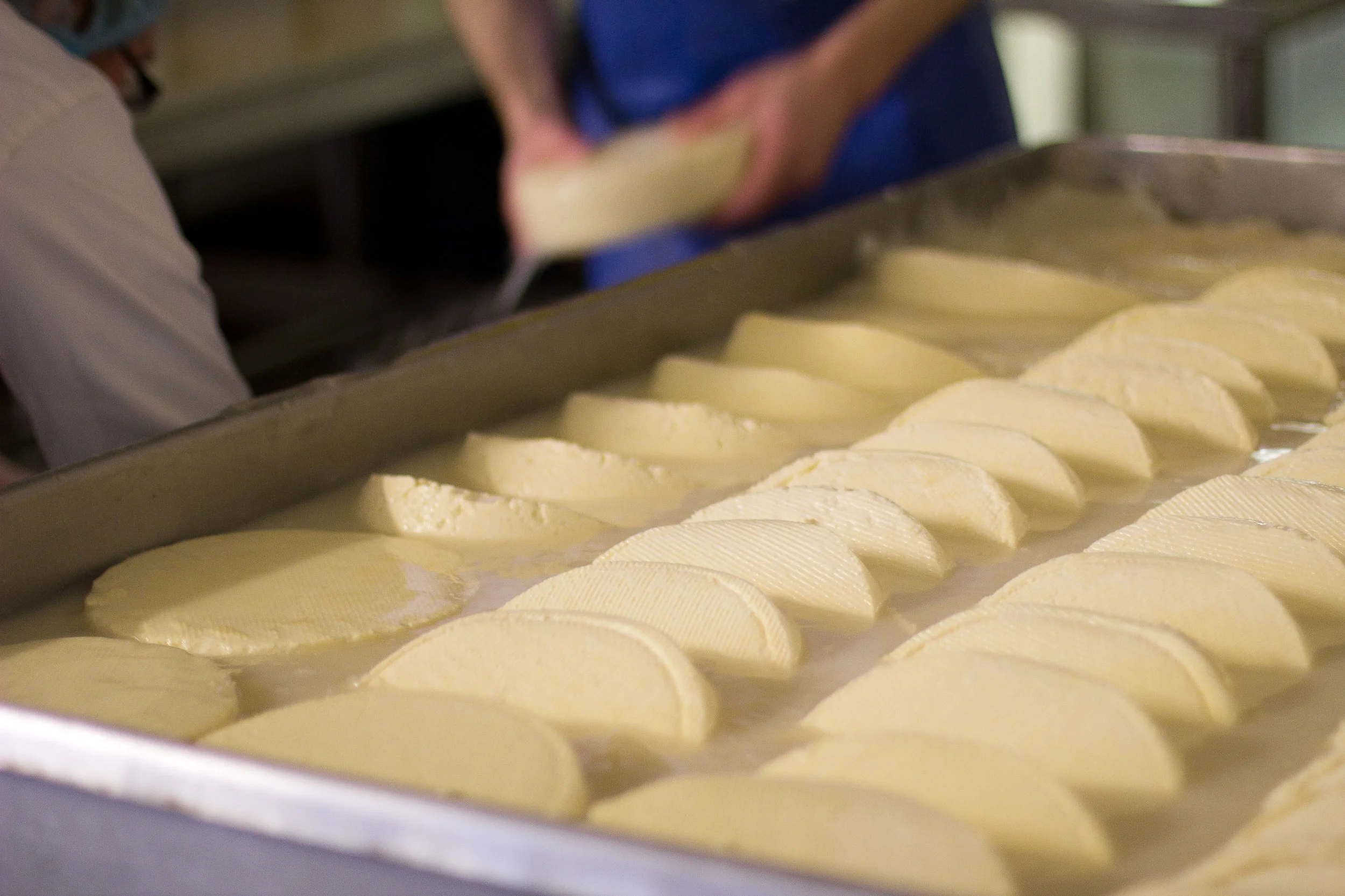 Cheese brining in salt water, Cork, Ireland