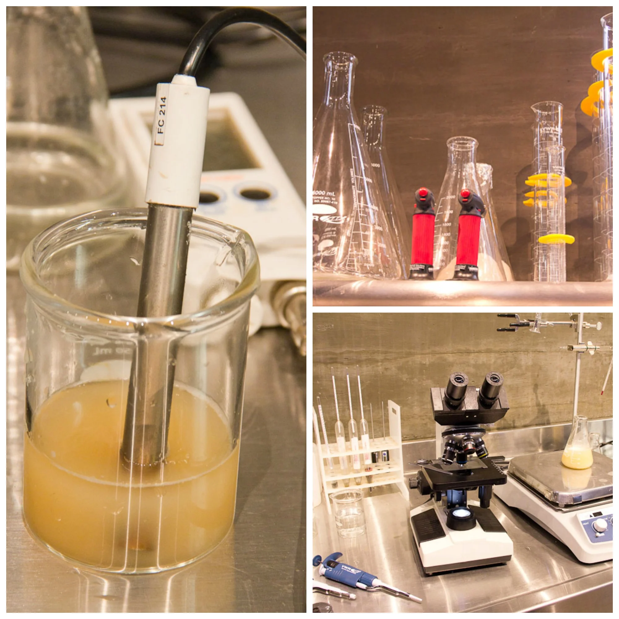 Testing bacteria and yeast activity at Fort Point (like all the time)
