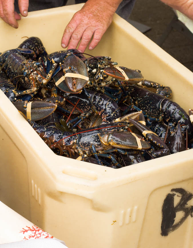 Midleton-Lobsters-blog-Bord-Bia-1-of-1.jpg