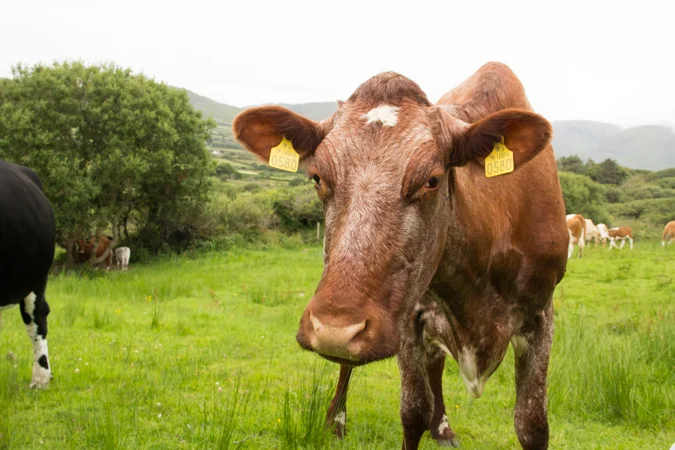 Milleens-Cow-Face-1-of-1.jpg