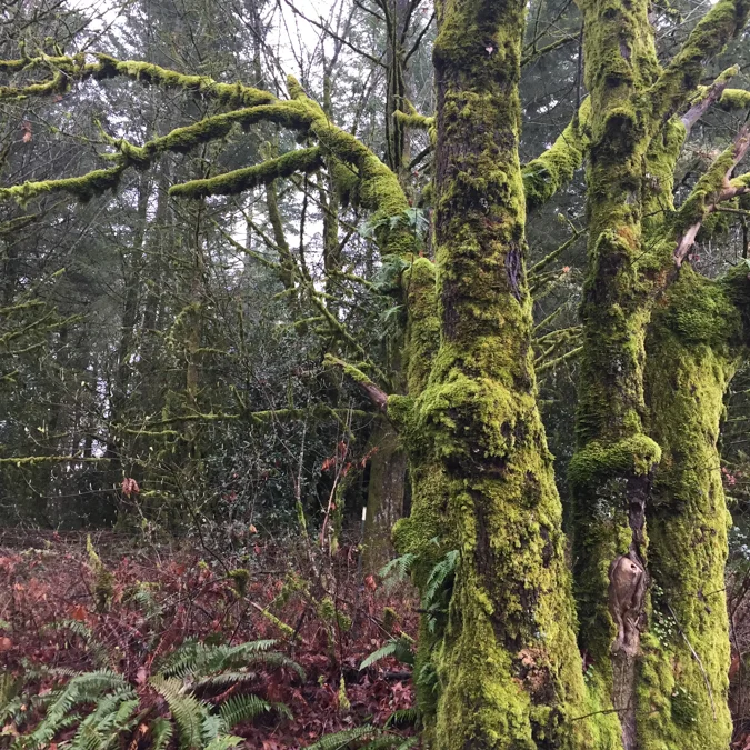 Trees just outside the creamery. Proof in Portland.