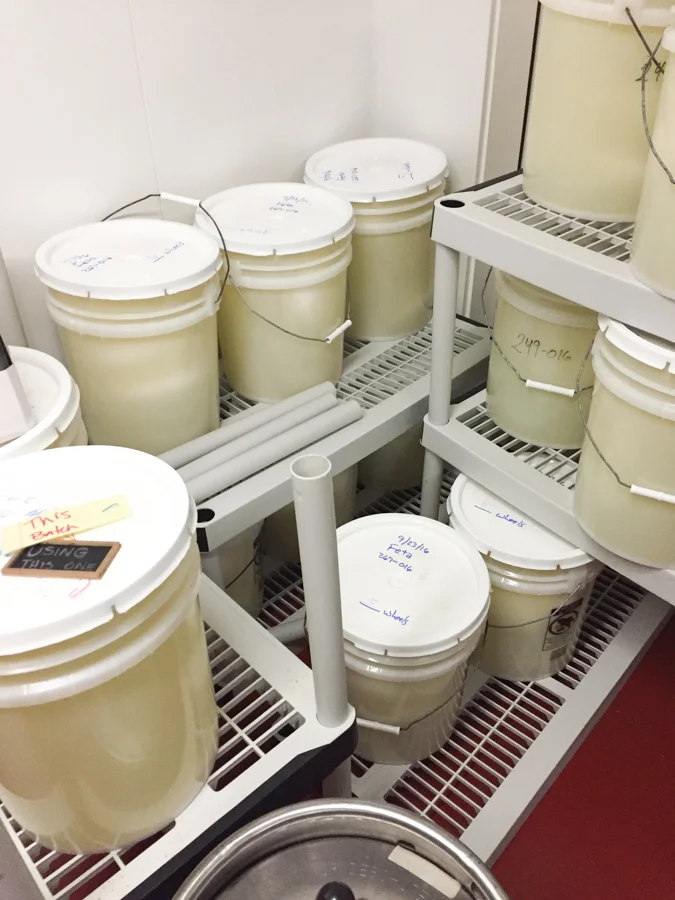 Bucket’s o’Briar Rose feta maturing in their whey.