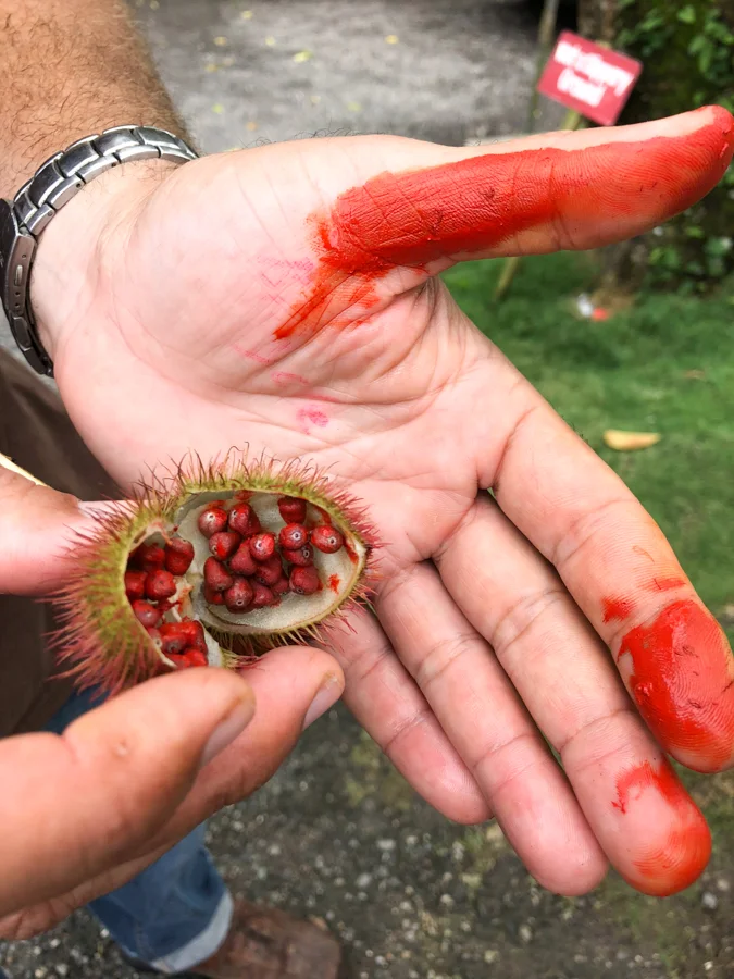 Hand-Annatto-Jamaica-3.jpg