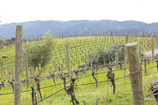New Ridge Montebello Release + Cali Cheese = Spring!