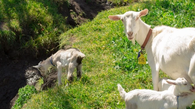 Hello, Spring: New April &amp; May Cheese Classes Bay Area