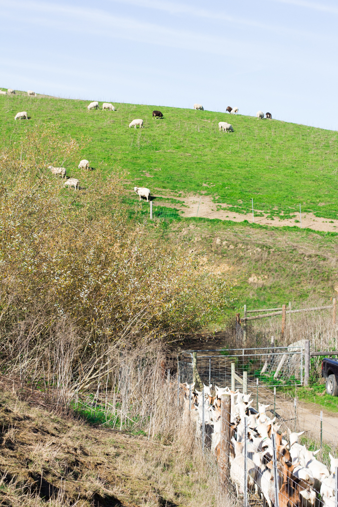 Tomales-goats-hill-tredk-4390.jpg