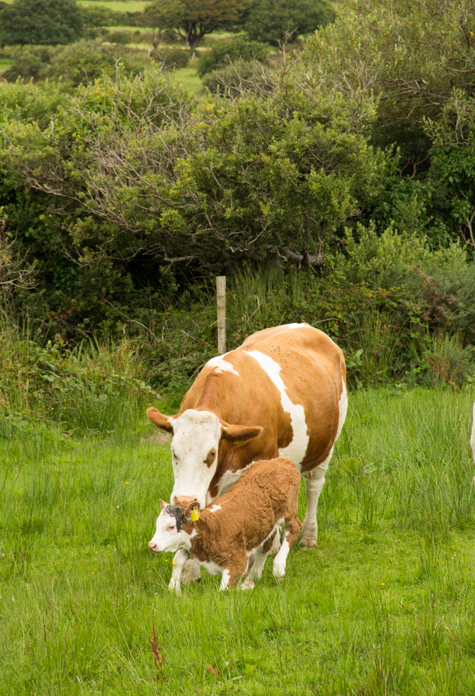 Milleens-Cow-Family-1-of-1.jpg