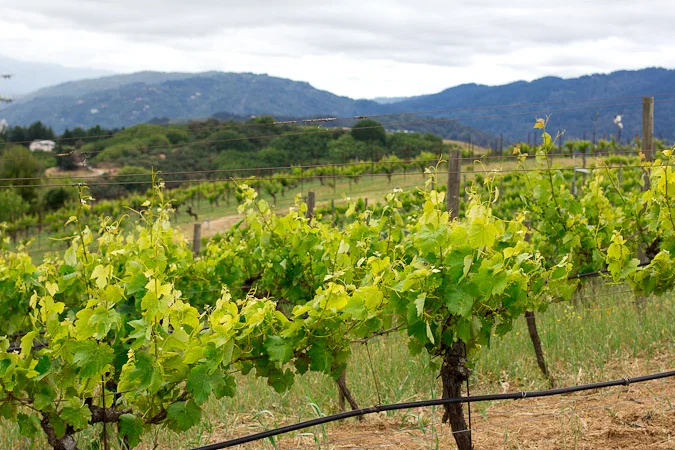 National Wine Day! Ridge Montebello: Cheese, Wine &amp; Fatted Calf