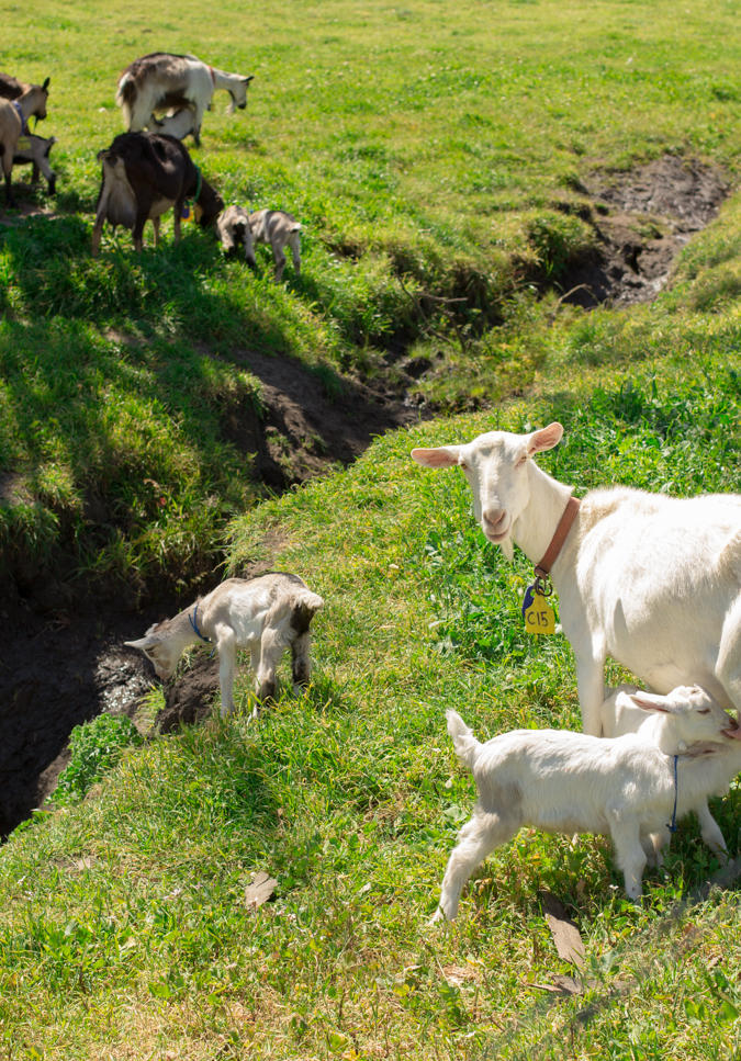 The ladies of Tomales Farmstead Creamery