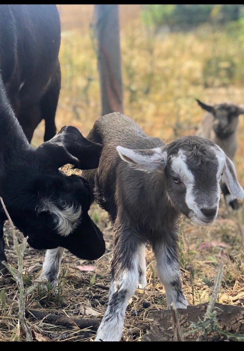 When Baby Goats Hijack my Instagram + New at-Home Beer &amp; Cheese Pairing Class!