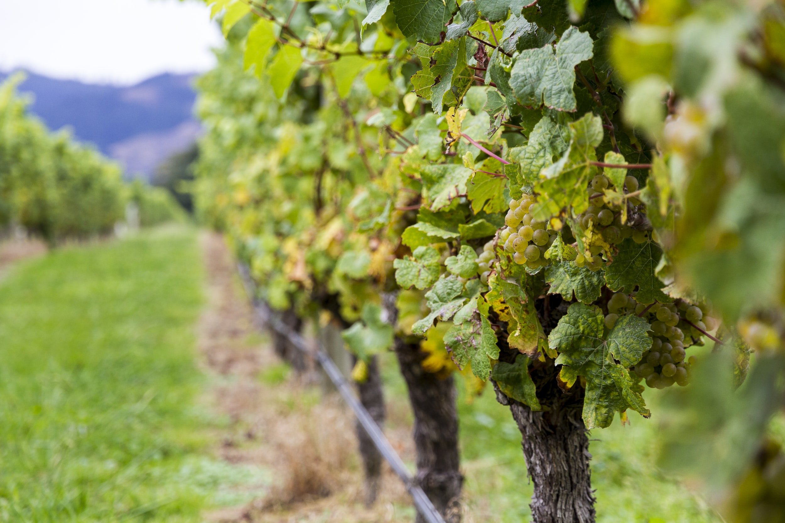 5 Cool Things to Know about Sauvignon Blanc