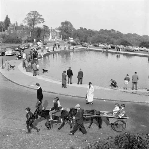 1950s Whitestone Pond donkey rides.jpg