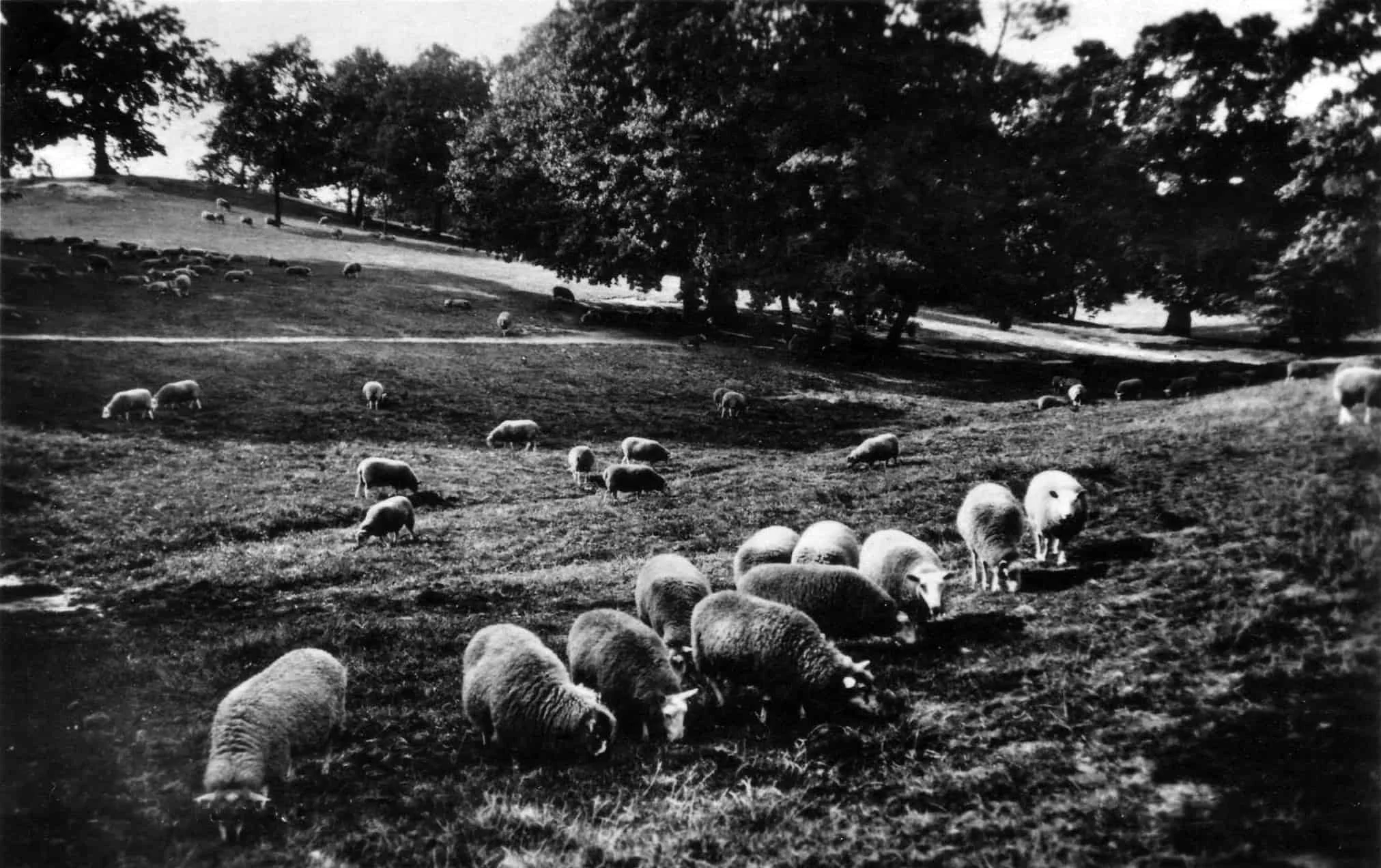 1933 Sheep Hampstead Heath.jpg