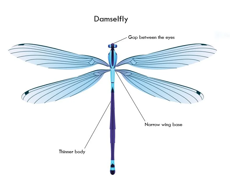 Damselfly.JPG