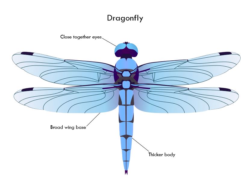 Dragonfly.JPG