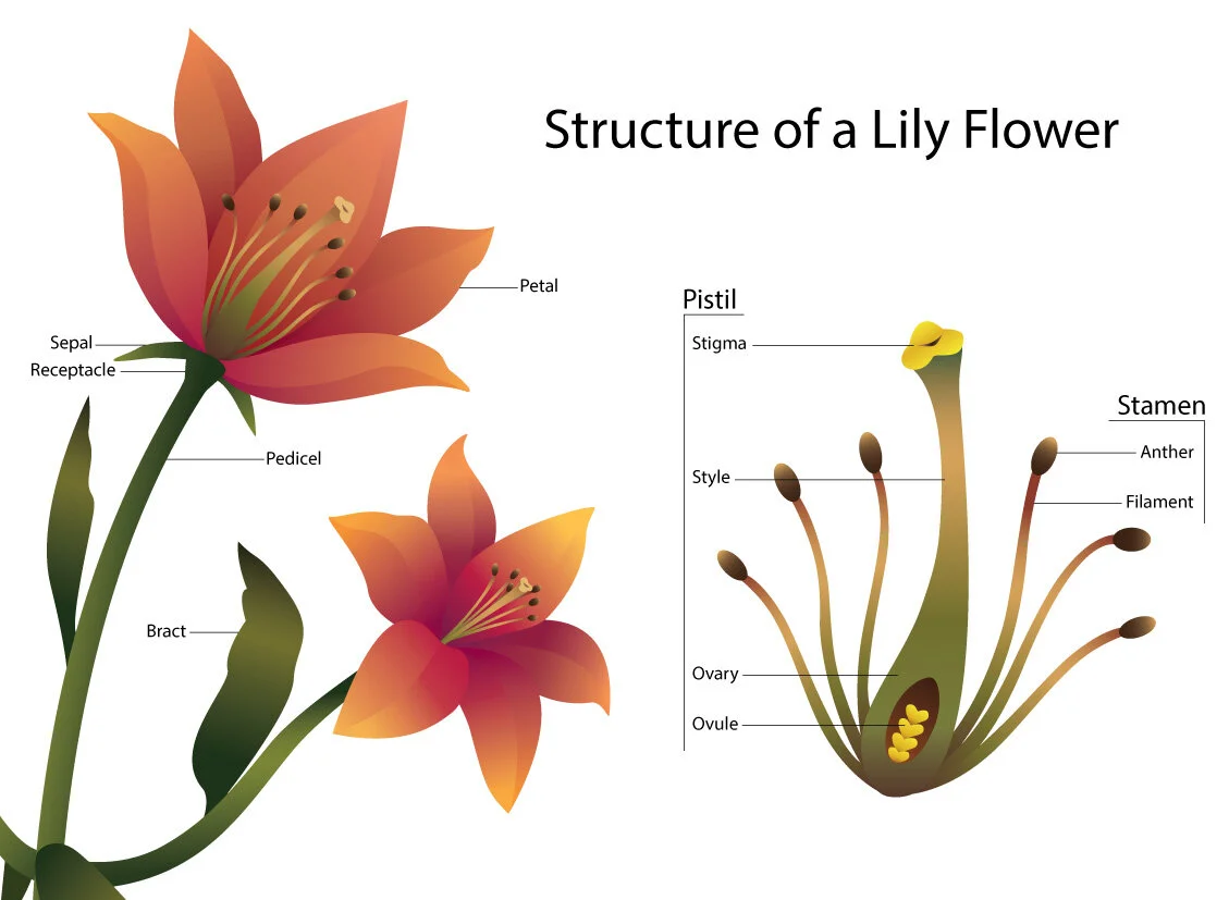 Lily flower diagram