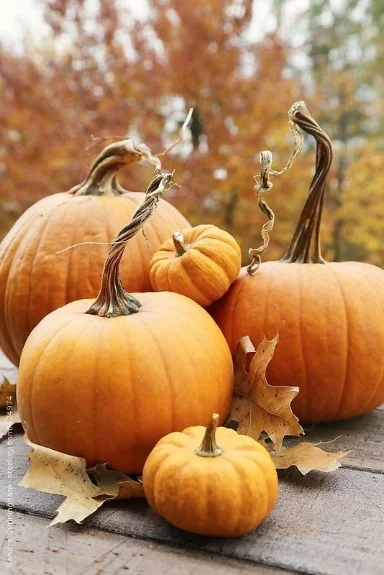pumpkin.jpg