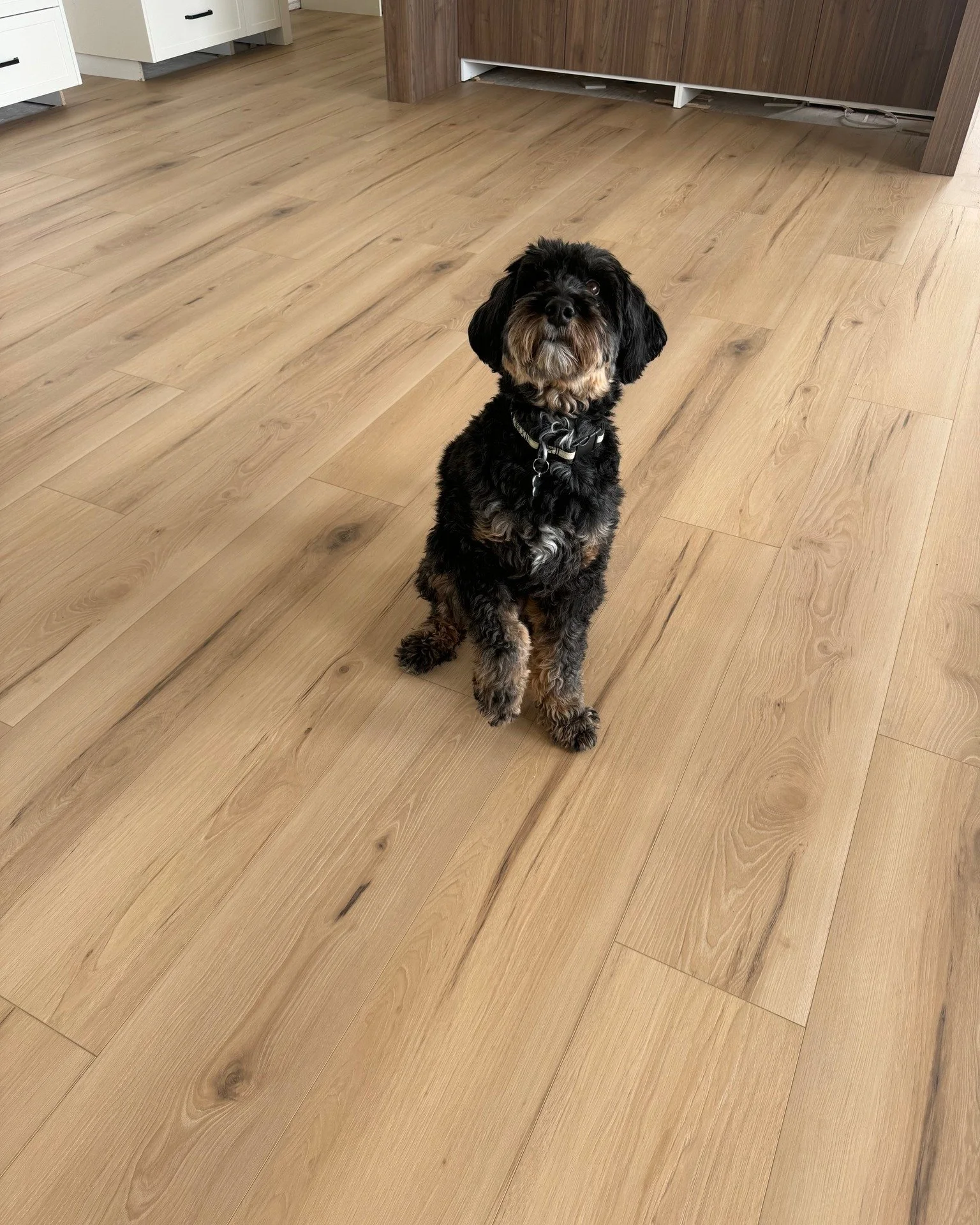Looking for pet-friendly flooring? 🐾

Laminate is a great option for busy homes with pets because it&rsquo;s:
- durable
- scratch-resistant
- water-resistant

Stylish, practical, and built to handle everyday life. 🐶 🐱