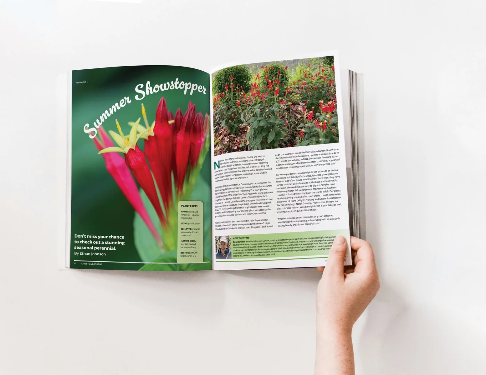 A hand holding a magazine open to show a colorful spread