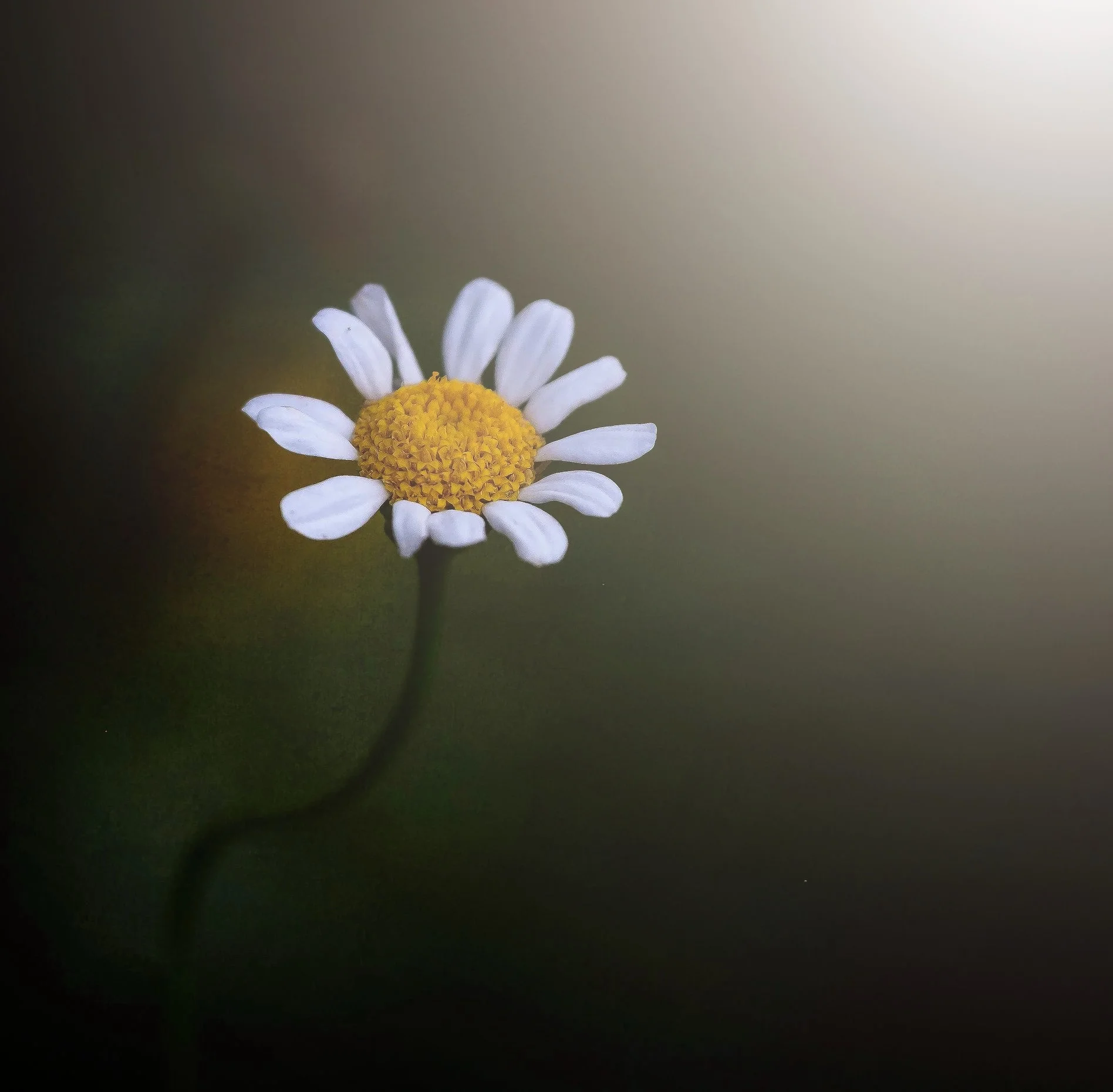 IMG_8051.jpeg