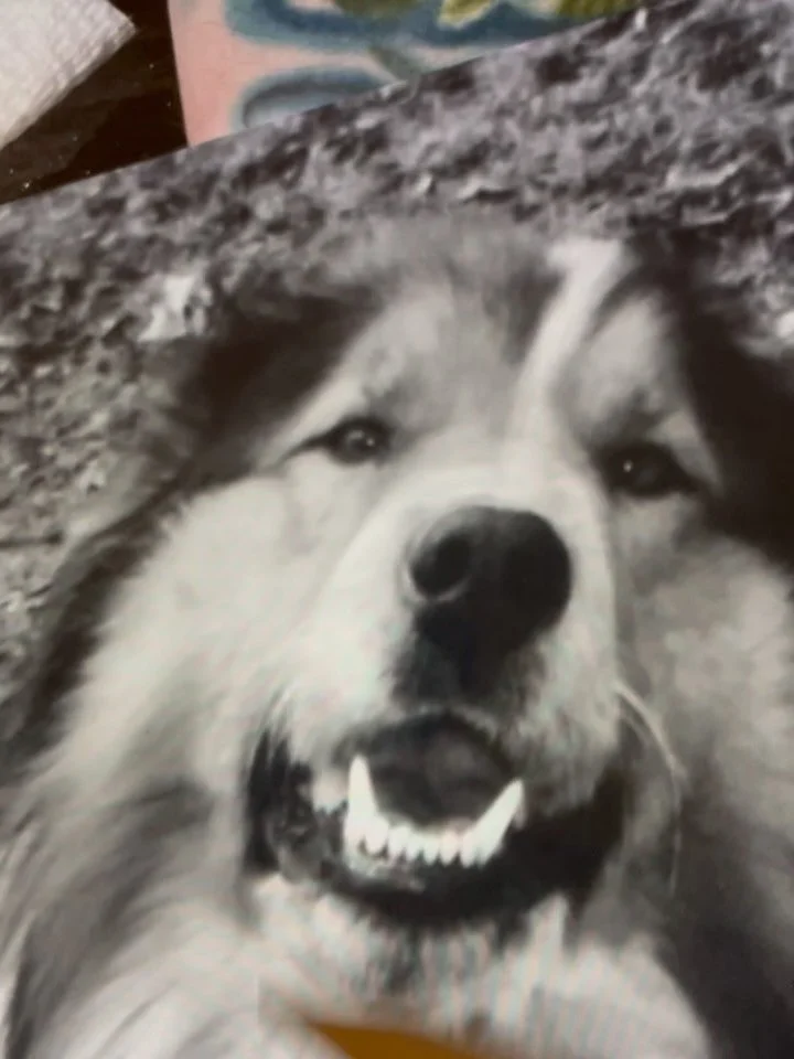 Got to do this little mini portrait at the end of my day. Would have LOVED to tattoo the whole sweet face but, this is also adorable. Swipe for a photo
.
.
.
.
#winnipegpetportraitartist #winnipegpettattoo #pettoo #winnipegtattoo #winnipegtattooartis