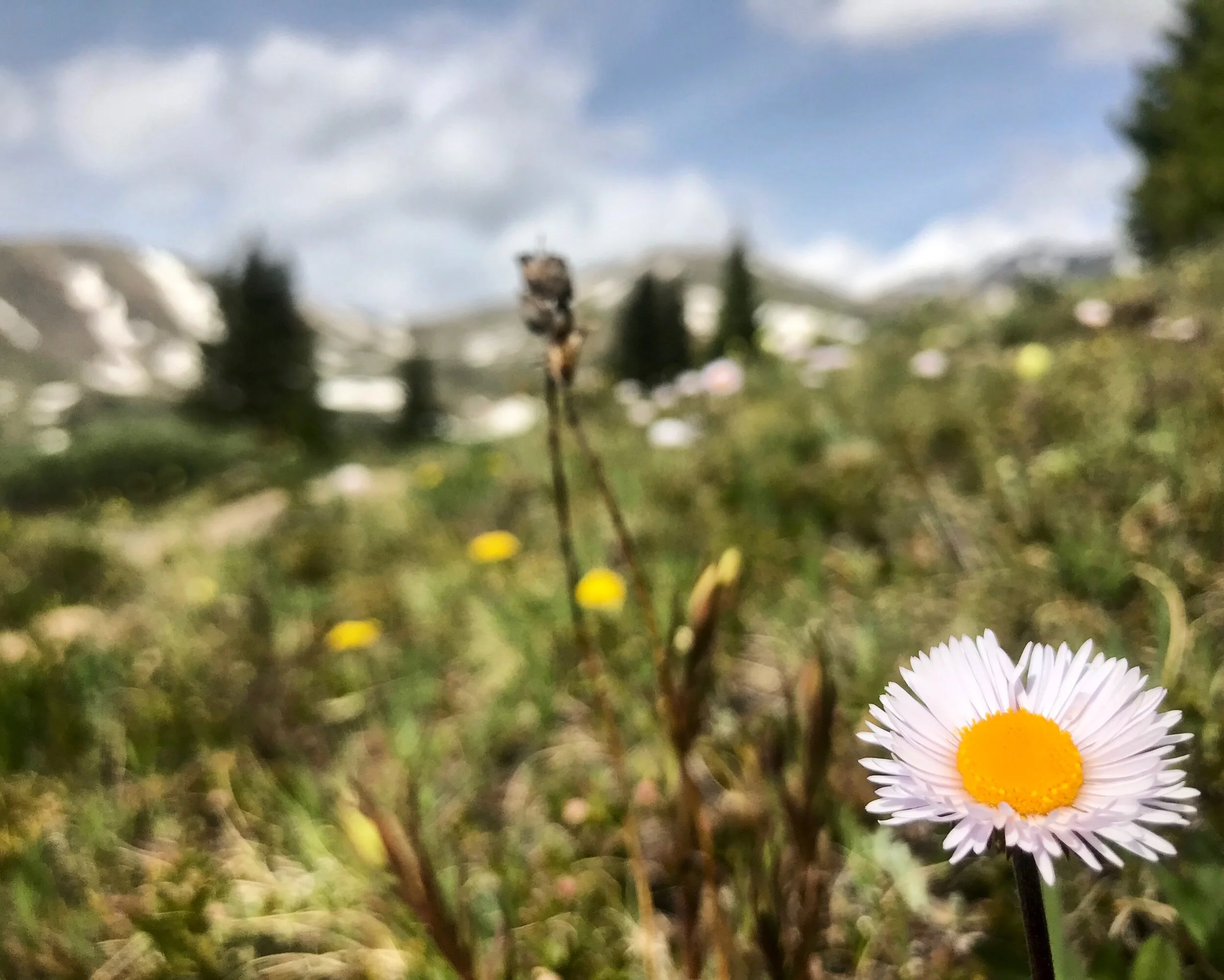 the soft and fierce truth