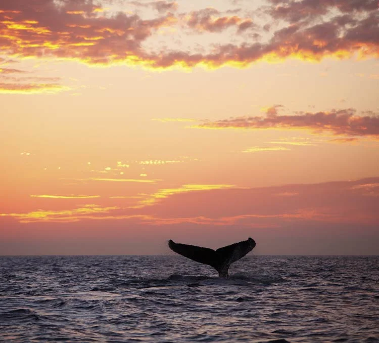 whales.jpg