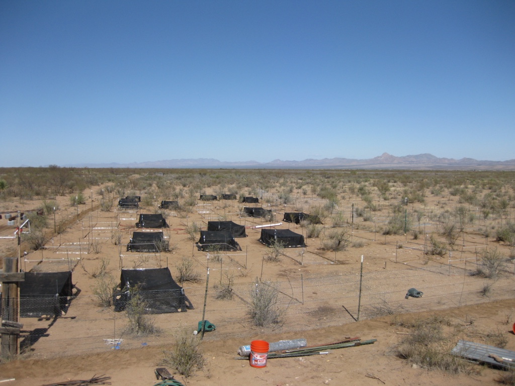 A full-factorial experiment with invasive removal, water timing, and nutrient levels.