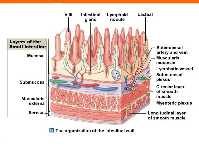 What they don't tell you about healing your gut