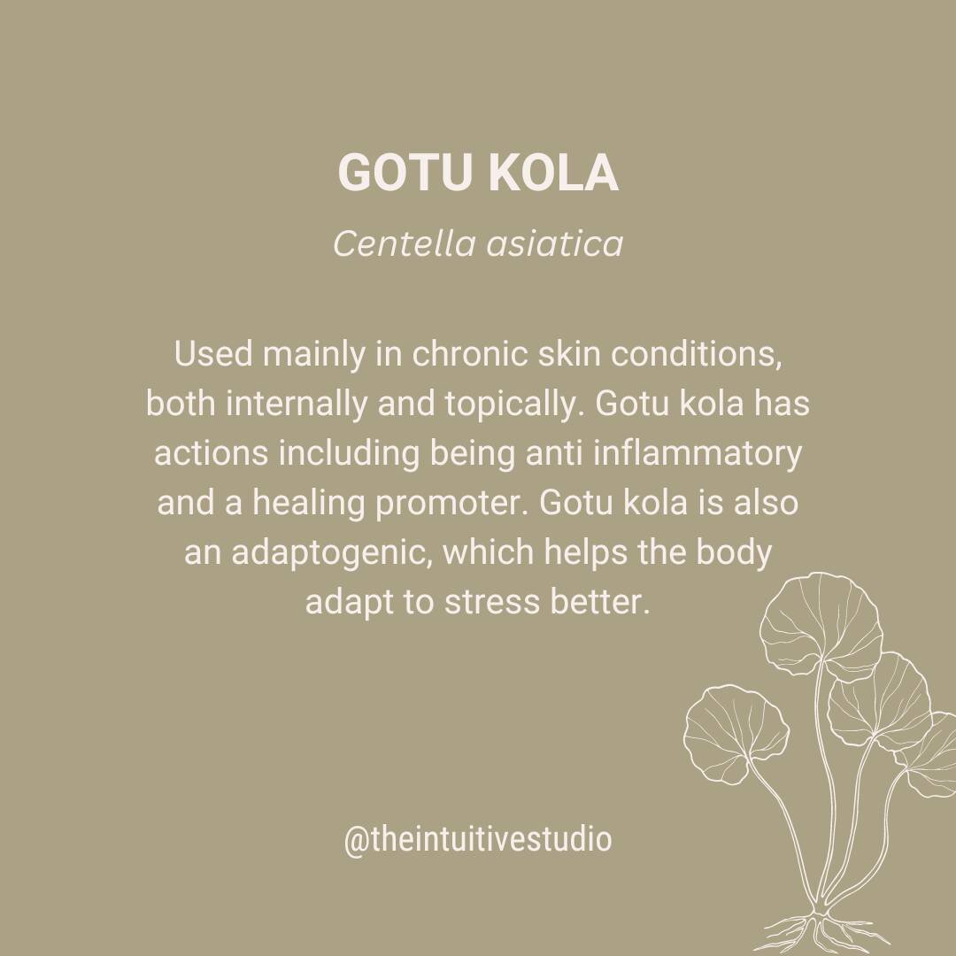 GOTU KOLA ☘️

Gotu Kola is used mainly in chronic skin conditions, both internally and topically. Gotu kola has actions including being anti inflammatory and a healing promoter which can be helpful in conditions such as eczema and acne. Gotu kola is 