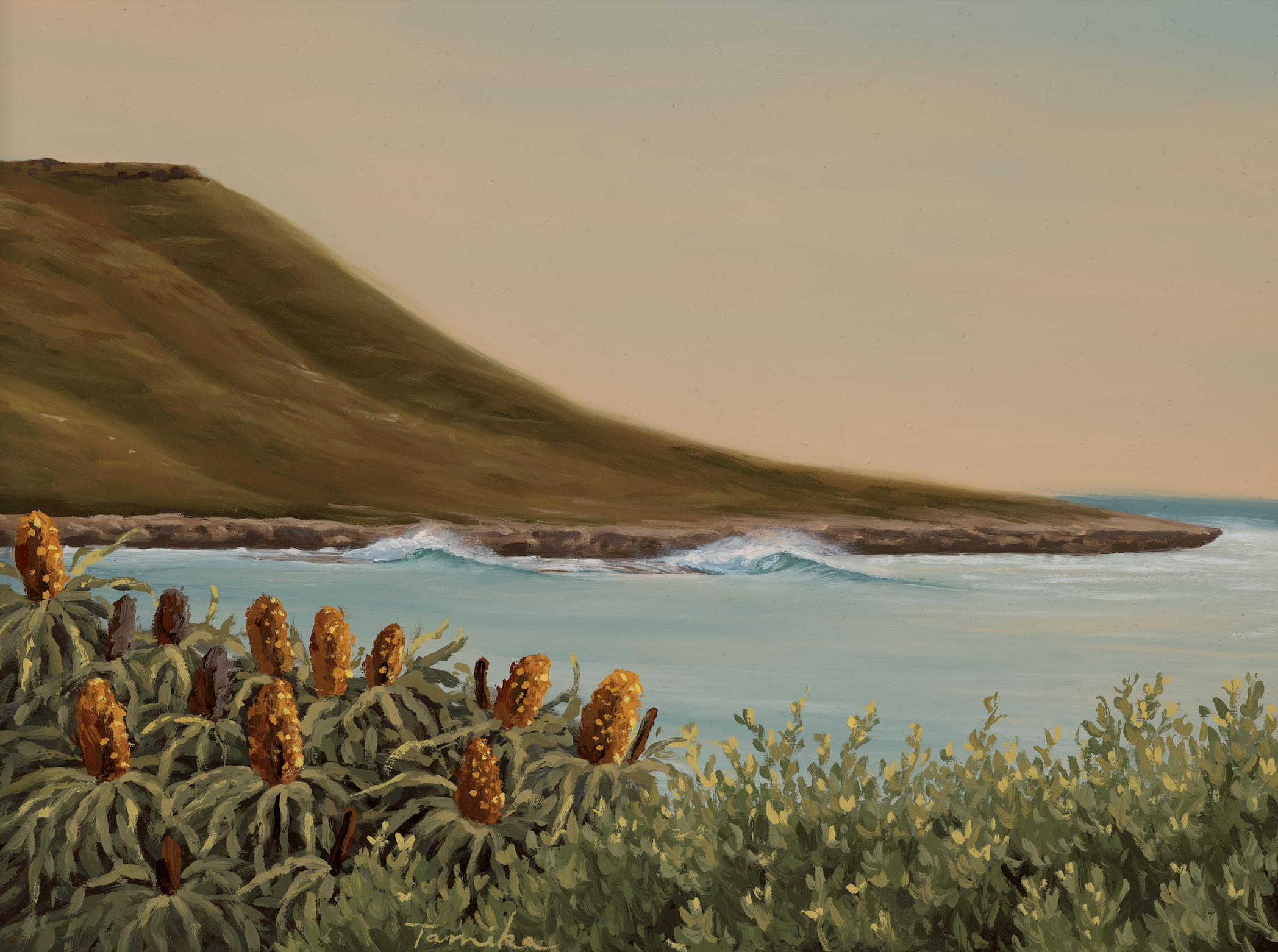 Banksias of the Bluff