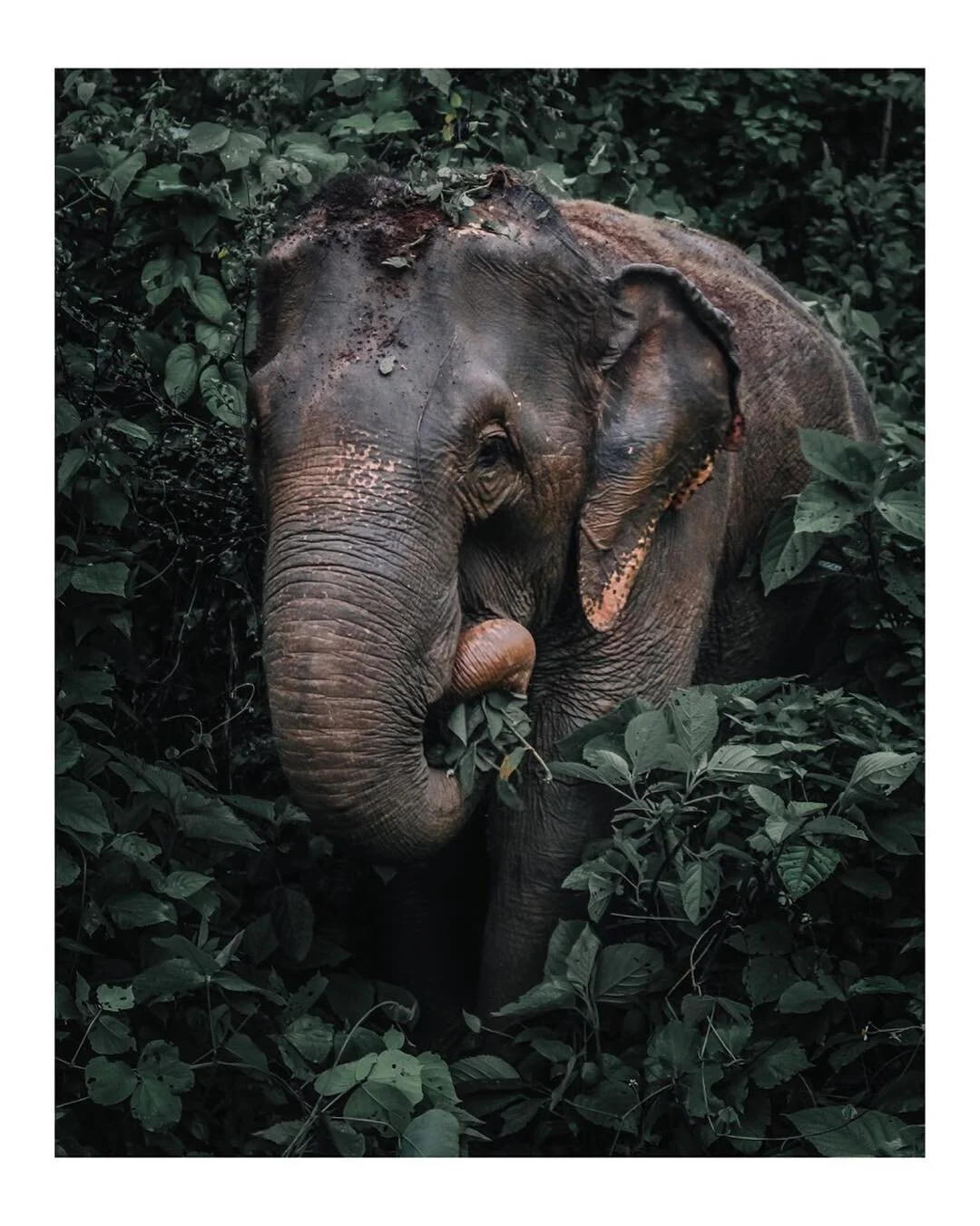 he was very pleased with the dirt crown he made 🐘
.
.
.
#bigcatsdontcry #oldtonecollective #wildvisuals #vicivisuals #lightzine #gominimalmag #hippomag #imaginarymagnitude #bordrs #solarcollective #exploreobserveshare #canon #southeastasia #asia #th