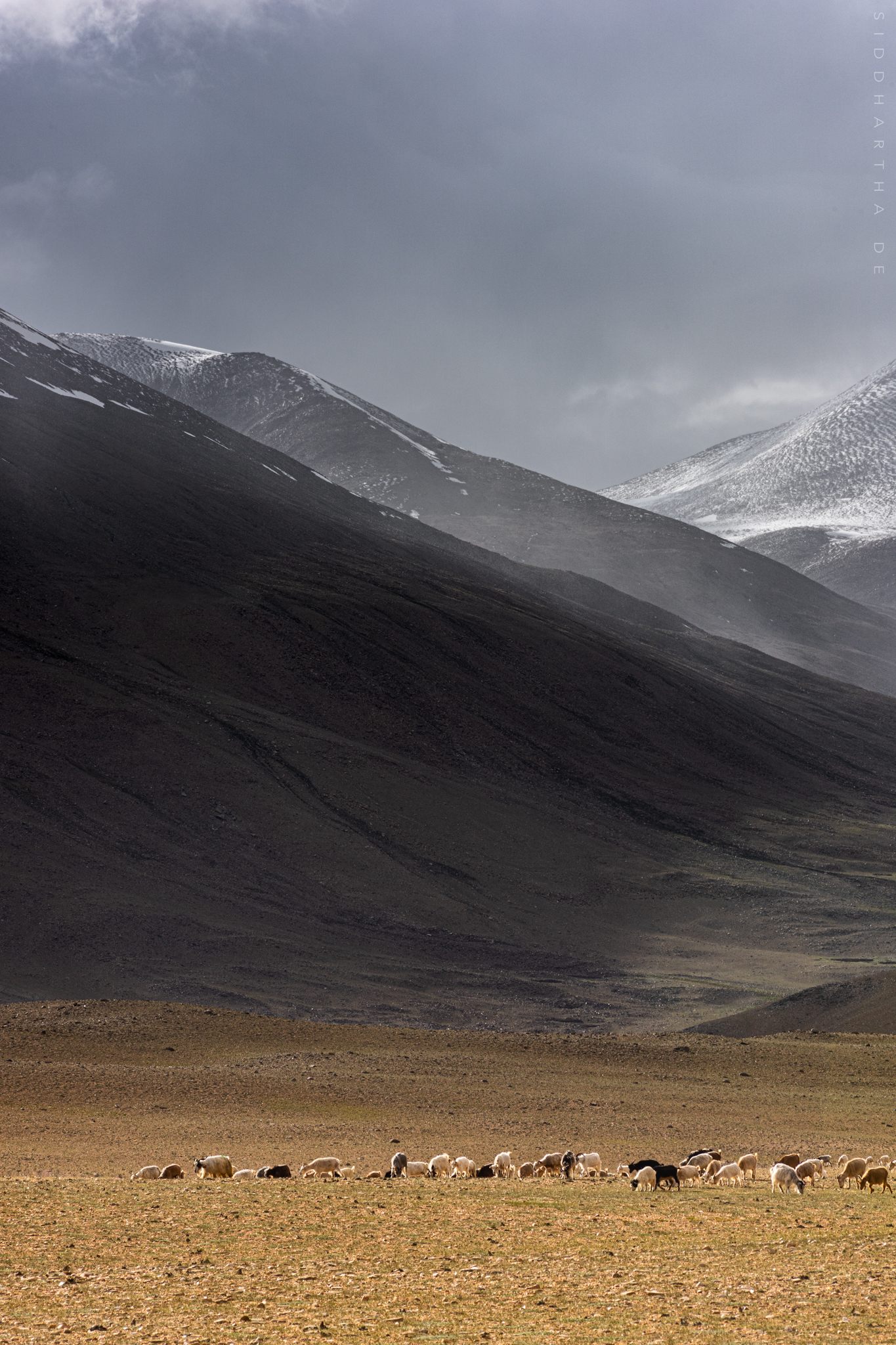 SD Ladakh 2019 06.jpg