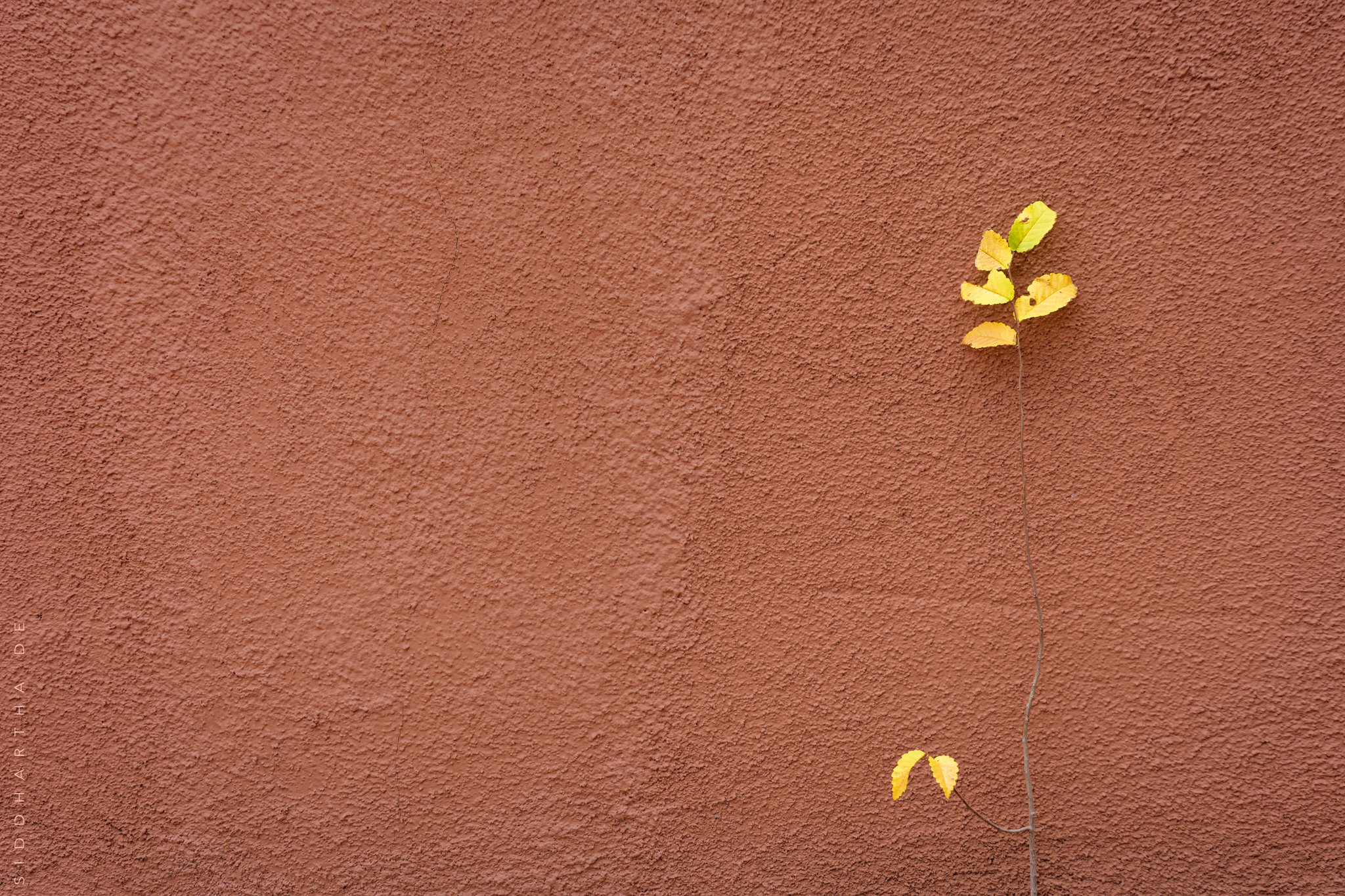  MARFA, TEXAS, NOVEMBER 2021 