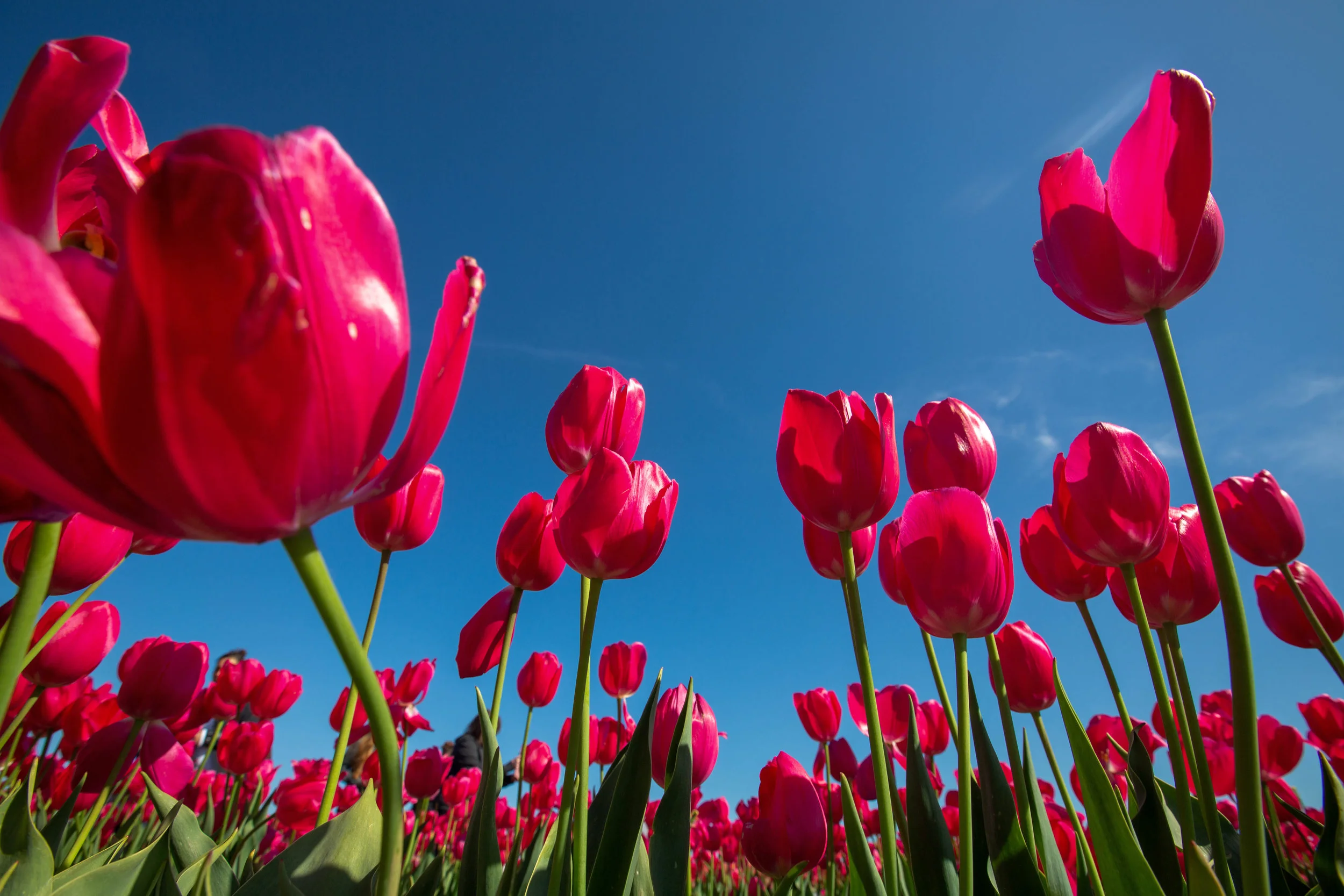 8K8A8875-Edit.jpg