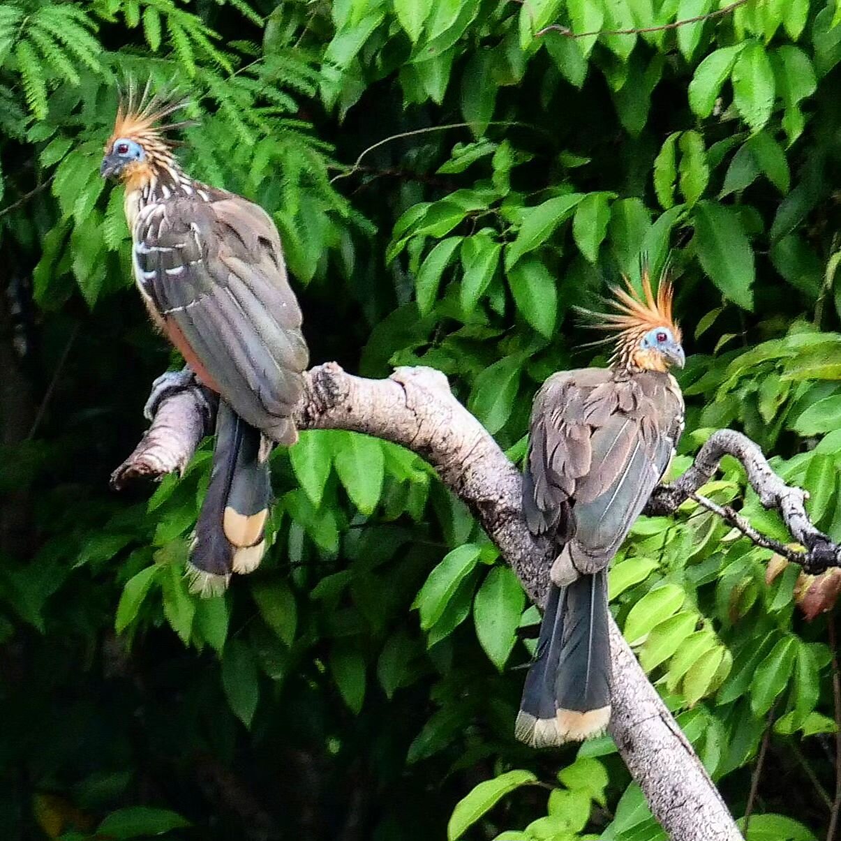 Hoatzins (Ophisthocomus hoazin) aka Stinky Birds! Aguarico River, Amazon Rainforest. Cuyabeno Region, Ecuador.