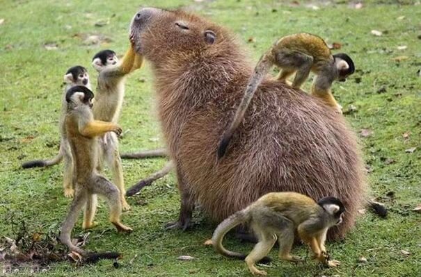 I'll be off the grid for the next 2+ weeks on a research trip to the Amazon rainforest. Can't wait to see these guys and do much more and share photos when I get back! Pictured: A Capybara (Hydrochoerus hydrochaeris) and a troop of Squirrel Monkeys (