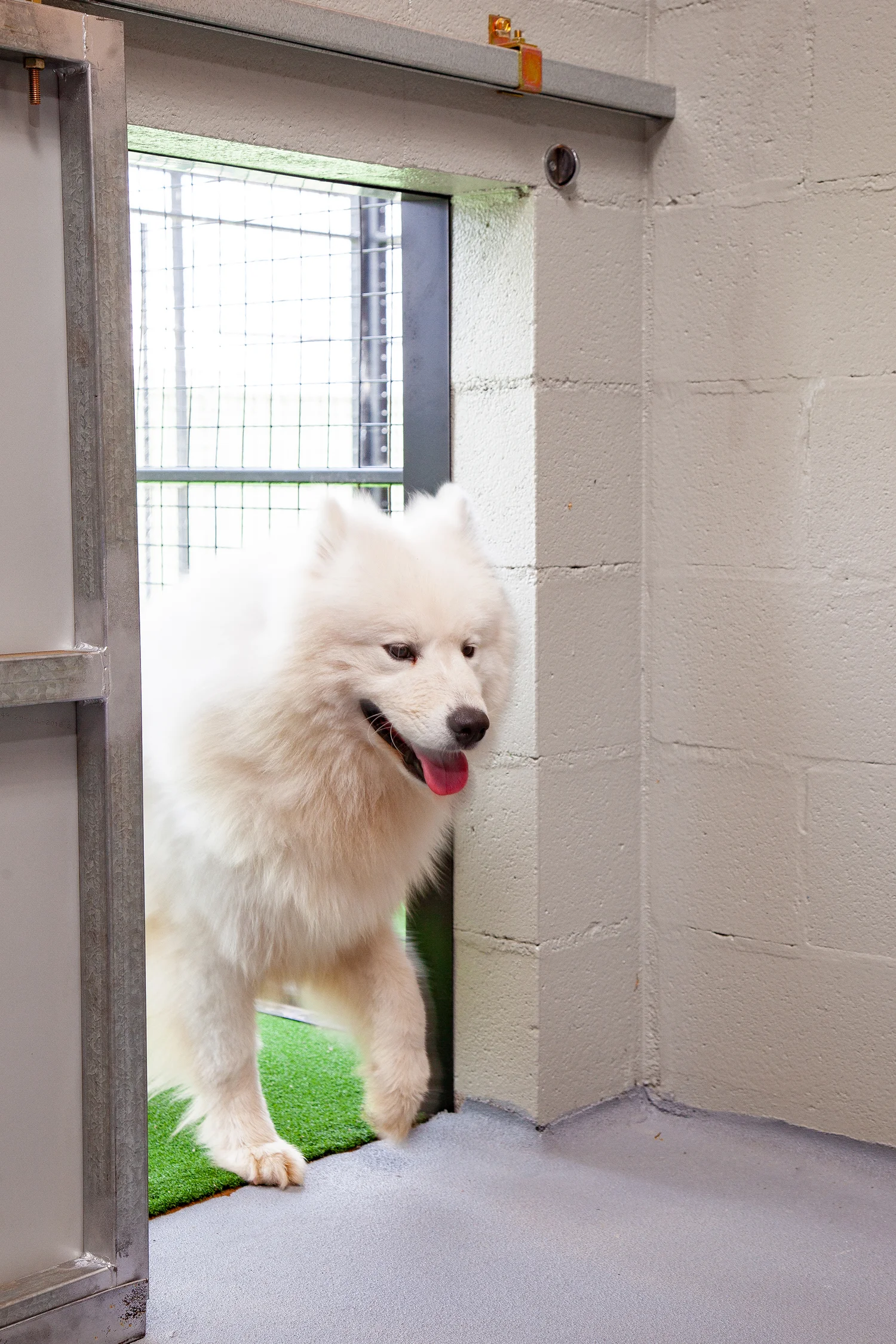 Cranbourne Dog Boarding Kennels and Grooming Green Meadows Pet Resort