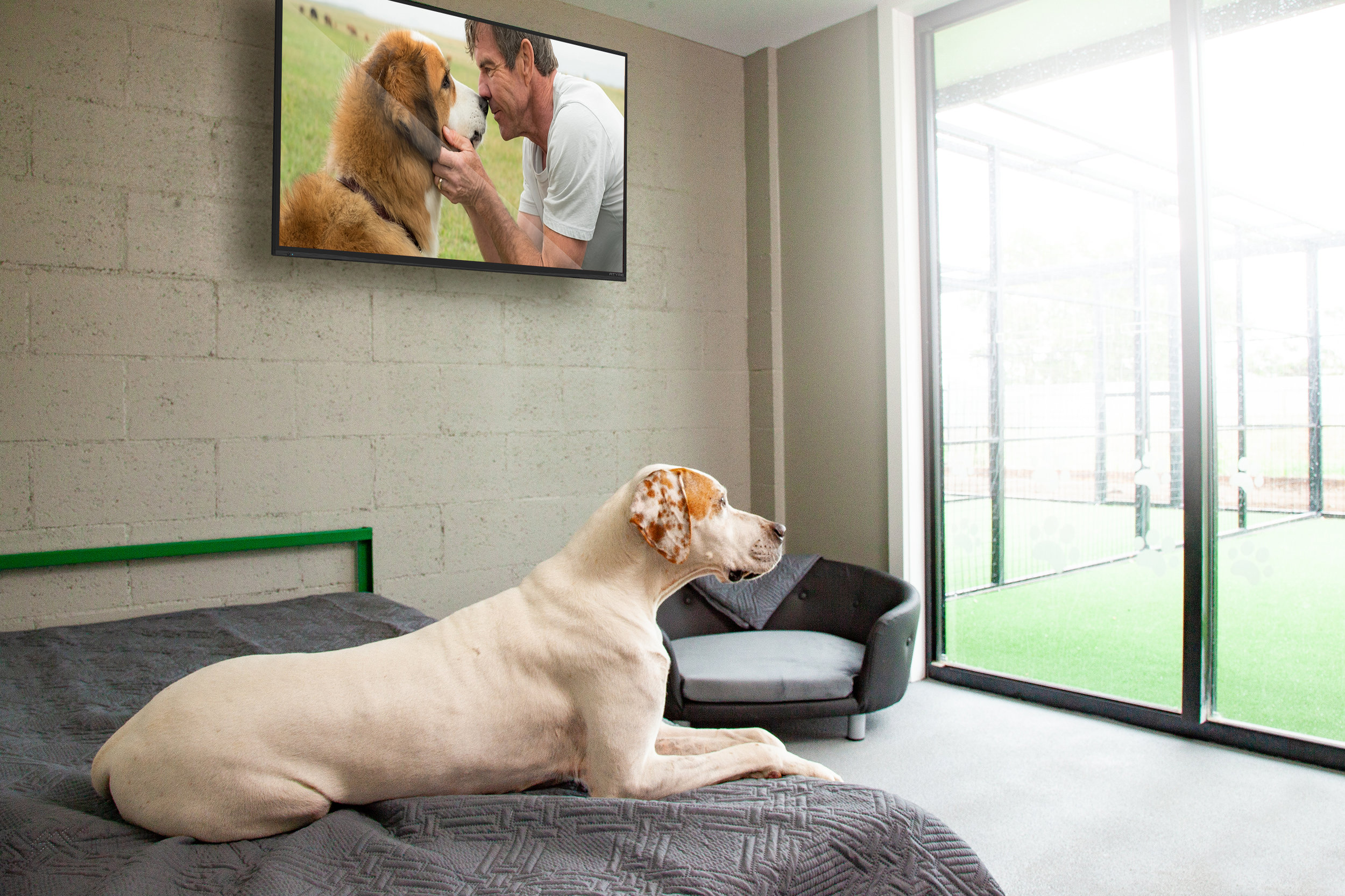 Melbourne's Newest Premium Dog Kennel Facility l Green Meadows Pet Resort |  Devon Meadows