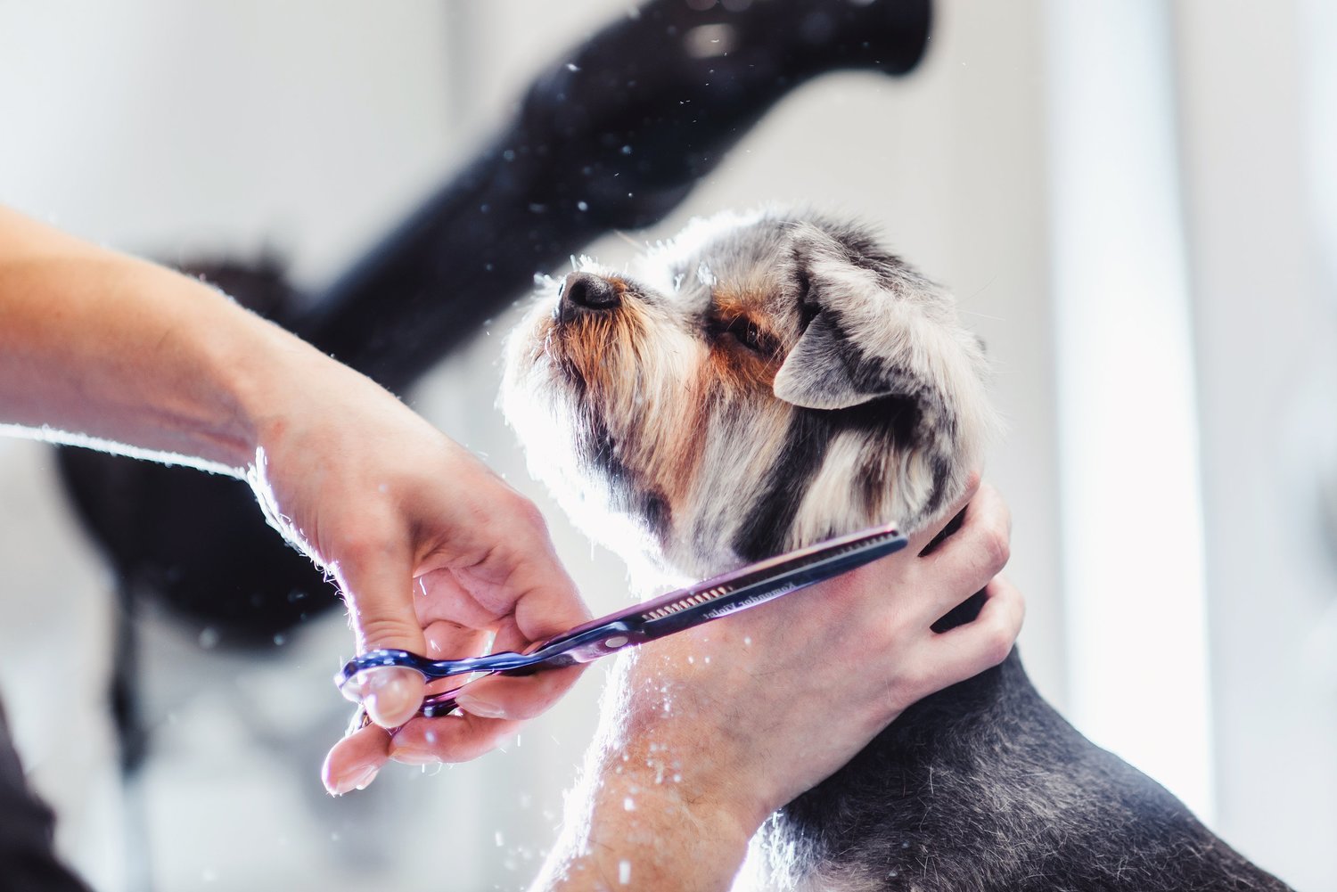 If you live in Melbourne’s South Eastern suburbs like Devon Meadows, Cranbourne, Frankston, Mornington, Bayside, Chelsea, Narre Warren, Brighton, Malvern, Toorak, pop in for a dog grooming session. We’ll make sure your pet leaves feeling relaxed, and pampered.