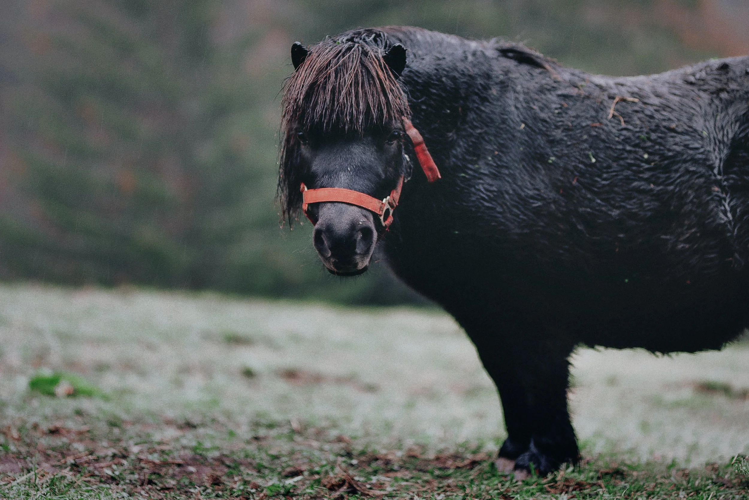 Le microbiote du cheval entre dans la course !