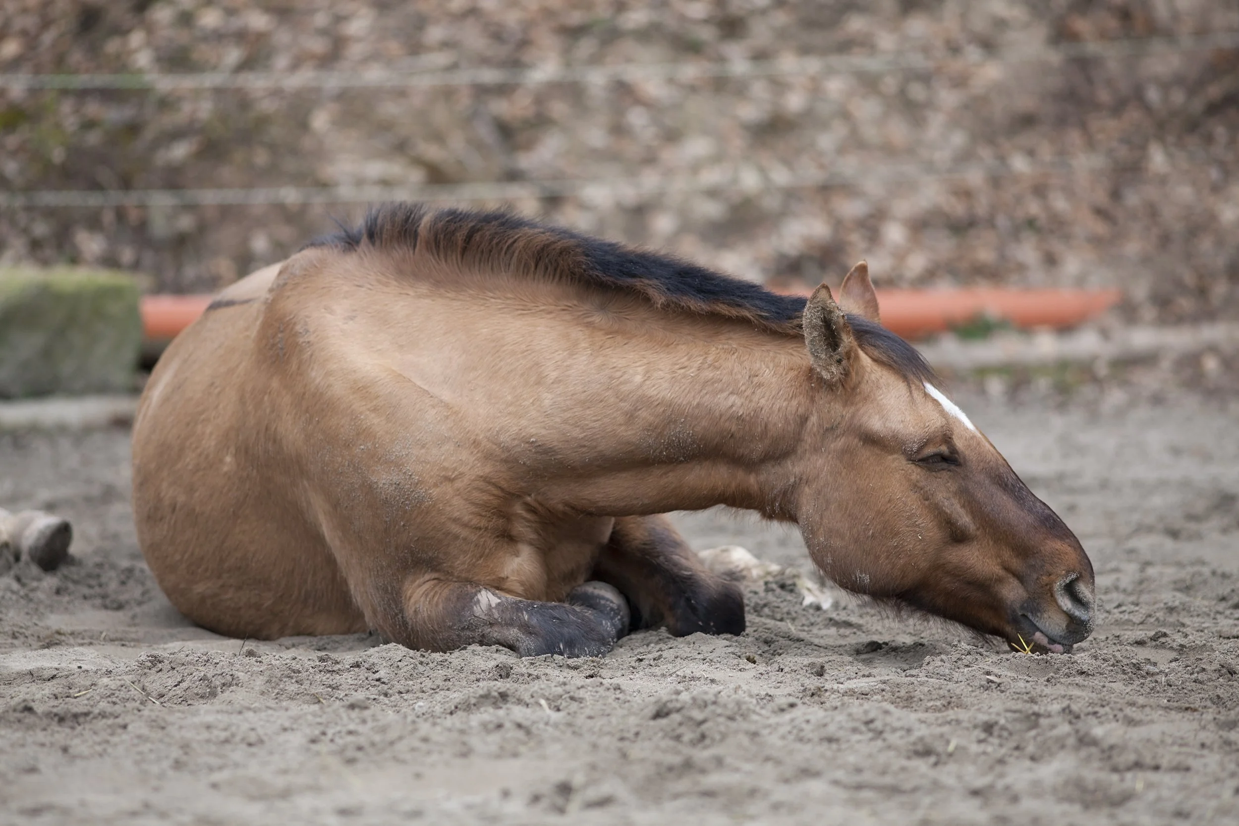 Comment les probiotiques peuvent aider à maintenir la santé intestinale de votre cheval