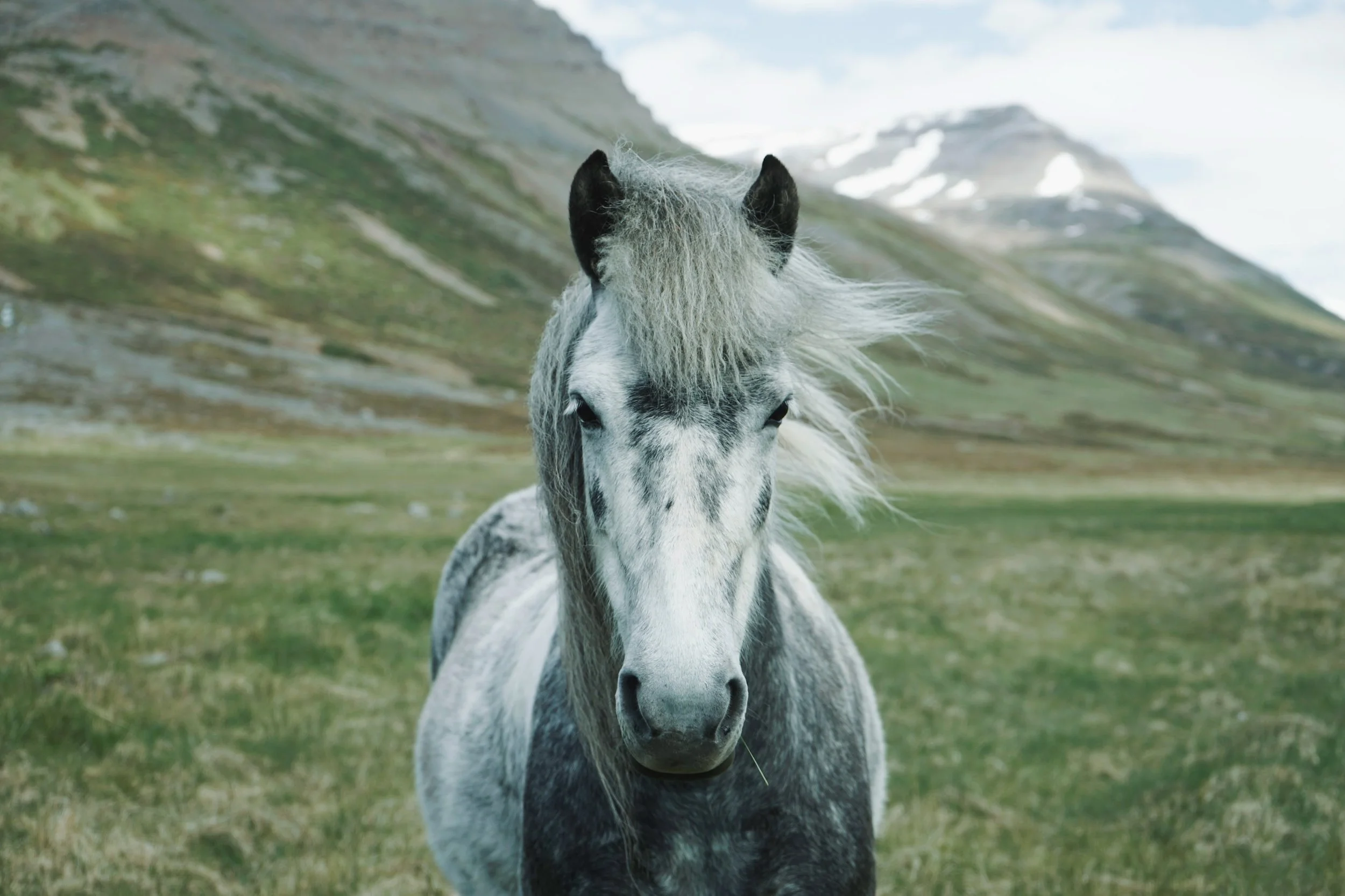 Equine Nutrition and Parasite Management: Exploring Interconnections
