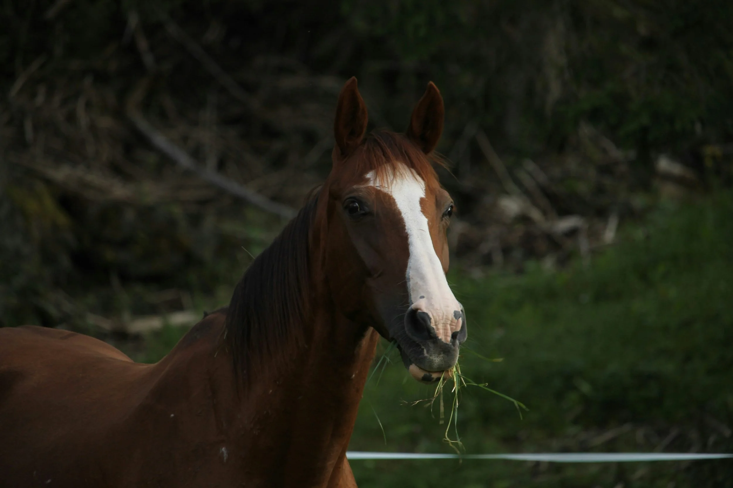  Interactions entre le microbiote fécal et les chevaux athlètes