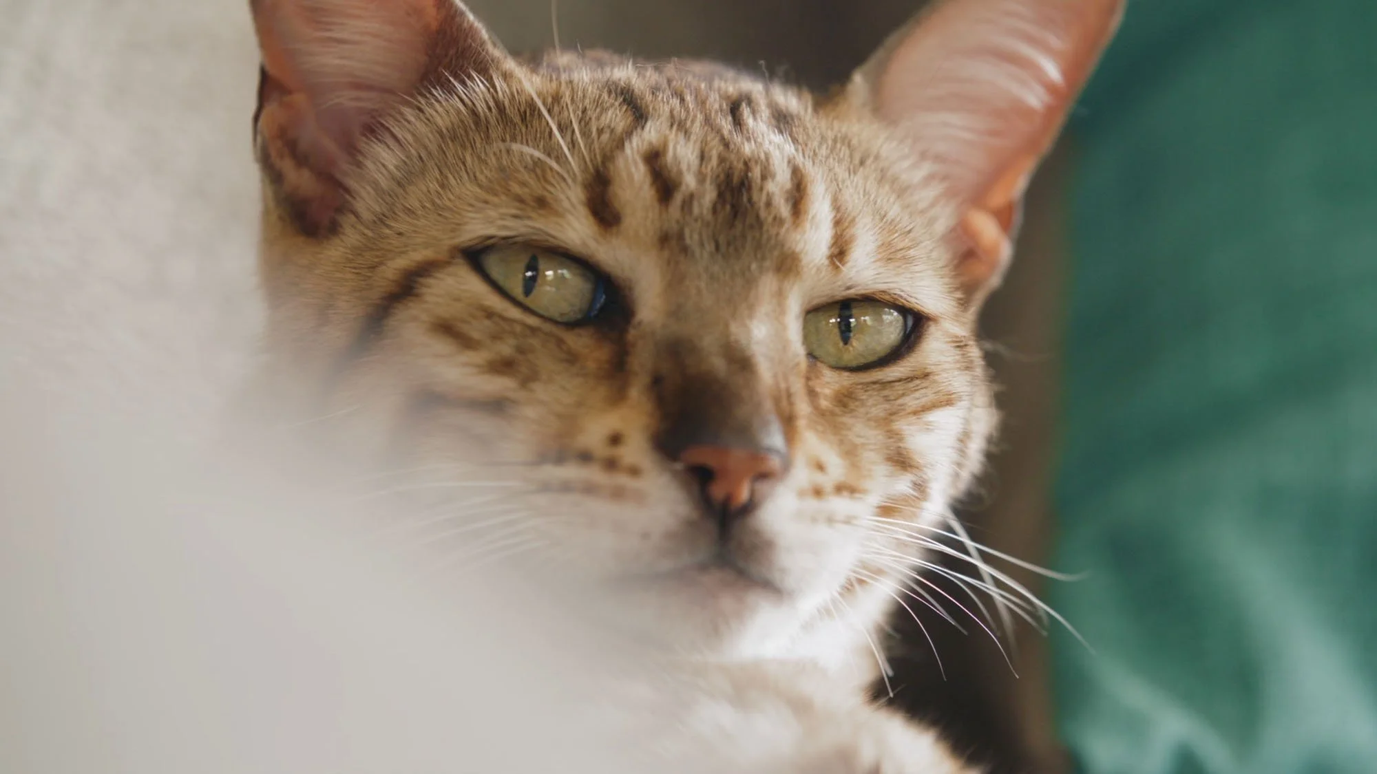 BOEHRINGER - REYES DE LA CASA